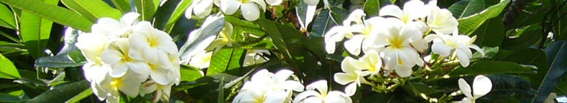 名古屋 ロミロミ ハワイ ルナハート